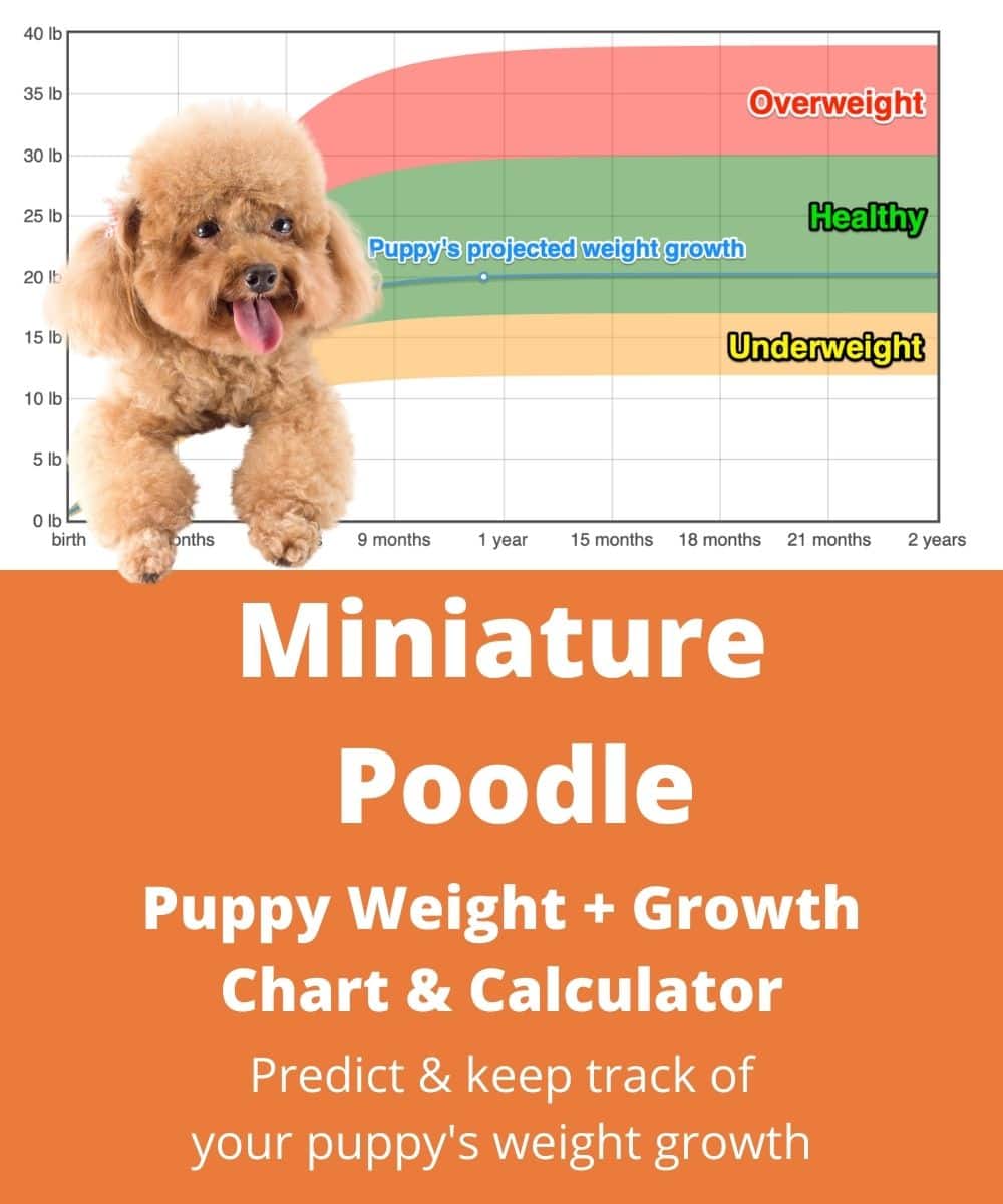 Miniature poodle size best sale